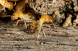 termites on wood